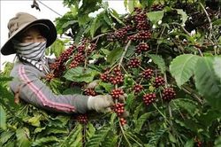 Giá cà phê xuất khẩu lên mức cao nhất 16 năm qua