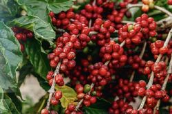 Kịch bản cho thị trường cà-phê khi xung đột Biển Đỏ kéo dài