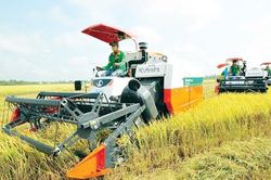 Phải nâng cao thu nhập cho người trồng lúa