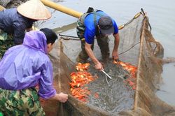 Dân làng Thủy Trầm hối hả vớt cá chép đỏ phục vụ Tết ông Công ông Táo