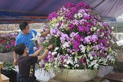 Hà Nội: Hiệu quả từ mô hình trồng lan Hồ Điệp công nghệ cao ở Đan Phượng