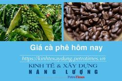 Giá cà phê hôm nay 31/1: Tiếp tục tăng, vượt mốc 78.000 đồng