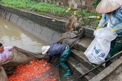 Làng cá chép đỏ Thủy Trầm rộn ràng đón Tết