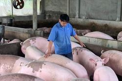 Thịt nhập lậu và những nỗi lo