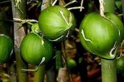 Kỳ lạ loại tre mỗi lần nở hoa lại thu hút lượng lớn chuột