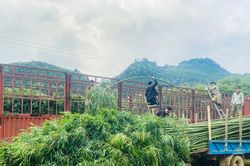 Thị trường nêu Tết bắt đầu nhộn nhịp