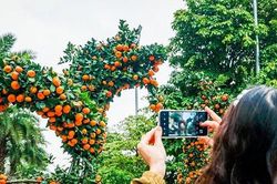 Độc đáo cặp quýt 'song Long' giá 250 triệu đồng