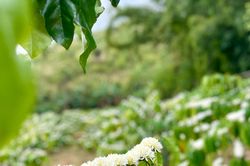 Sức sống Hà Đông