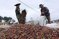 Tăng hơn 11.000 đồng/kg trong 1 tháng, giá cà phê gần chạm mốc 80.000 đồng/kg