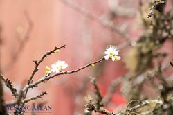 Miền Bắc đón mưa phùn và rét dịp Tết Nguyên đán