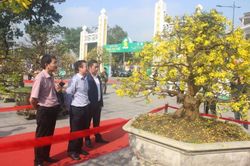 Chiêm ngưỡng tuyệt phẩm Hoàng mai xứ Huế