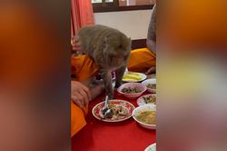 Khỉ táo bạo xông vào bàn tiệc xin ăn