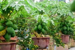 Bonsai rau củ quả hút hàng dịp Tết