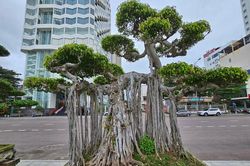 Loại cây từng làm hàng rào nay 'lên đời' hút khách
