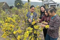 Mùa xuân ngắm mai vàng Kỳ Nam