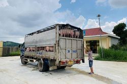 Giá heo hơi hôm nay 2/2/2024: Cả 3 miền tiếp tục giảm