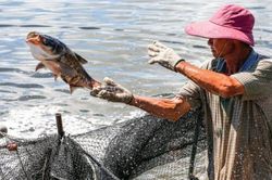 Việt Nam là nhà cung cấp cá thịt trắng lớn thứ 2 cho thị trường Mỹ