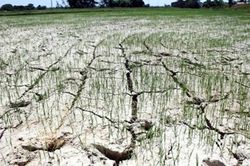 Bắc Ninh: Thu hồi đất nông nghiệp khó canh tác khi thực hiện dự án đường Vành đai 4