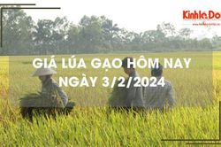 Giá lúa gạo hôm nay 3/2/2024: Giá lúa giảm, giá gạo chững