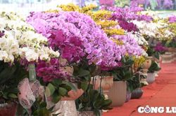 Thị trường hoa lan hồ điệp cận Tết: Sức mua giảm dù chất lượng hoa tốt