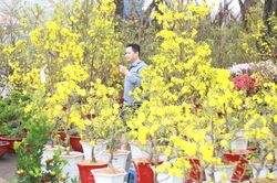Những gam màu của mùa xuân