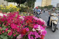 TP Hồ Chí Minh: Hoa Tết ùn ùn xuống phố 'ngóng' người mua