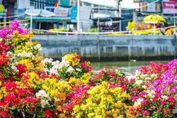 Nam Bộ đón Tết Nguyên đán trong thời tiết rất bất lợi