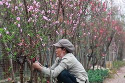 Hà Nội: Đào nở sớm, người trồng đào nguy cơ 'không có Tết'