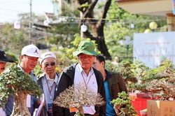Dàn bonsai độc lạ, giá lên đến 500 triệu đồng ở Quảng Ngãi