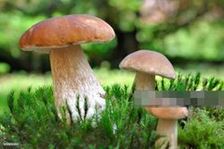 3 loài thực vật cực độc có thể tấn công chức năng sống của con người thông qua chất độc