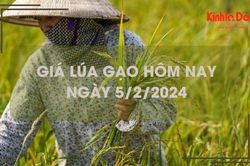 Giá lúa gạo hôm nay 5/2/2024: Duy trì ổn định
