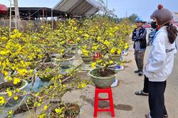 Hà Tĩnh: Hoa mai vàng 'ngóng' người mua vào những ngày áp Tết