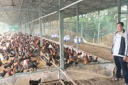 Anh nông dân kiếm 600 triệu nhờ nuôi loài gà 'độc lạ' ngực rộng, hông to