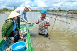 Khá giả nhờ sò huyết