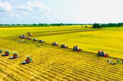 Cơ hội lớn cho ngành hàng lúa gạo