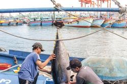 Bình Định: Hàng nghìn ngư dân vươn khơi bám biển xuyên Tết