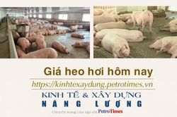 Giá heo hơi hôm nay 6/2: Giảm tại nhiều địa phương