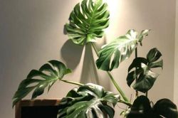 5 loại cây cảnh siêu dễ trồng: Trồng một chậu ở nhà, nhân khí sẽ được cải thiện nhiều lần ngay lập tức