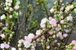 Bắt 'trend thú chơi' hoa đào sakura' người buôn hoa 'bỏ túi' tiền triệu