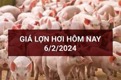 Giá lợn hơi ngày 6/2: Xu hướng giảm giữ thế chủ đạo