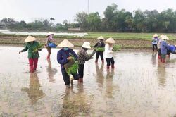 Gần 100 phụ nữ tham gia cấy lúa giúp hội viên có hoàn cảnh khó khăn