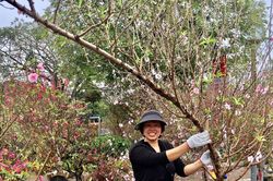 Thời tiết Tết Giáp Thìn 2024