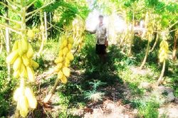 Anh nông dân 'đếm tiền mỏi tay' nhờ trồng thứ quả quen thuộc màu 'lạ'