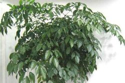 5 loại cây thường được chọn để trưng bày ngày Tết với ý nghĩa tài lộc và may mắn