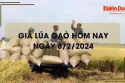 Giá lúa gạo hôm nay 8/2/2024: Giá lúa giảm, giá gạo chững
