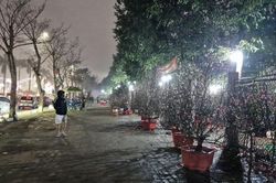 Chủ hàng hoa, cây cảnh lo lắng khi cận kề Tết hàng vẫn còn nhiều