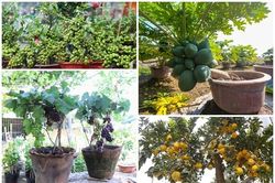 Ngắm loạt bonsai trĩu quả chơi Tết đẹp mê mẩn