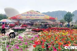 Quảng Ninh: Chợ Hoa xuân Hạ Long nhộn nhịp ngày cuối năm