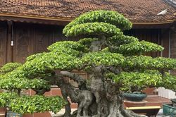 Chiêm ngưỡng cây sanh cổ 5 thân, chốt 6 tỷ đồng rồi hủy cọc vì lý do bất ngờ