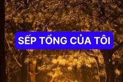 Sếp Tổng của tôi